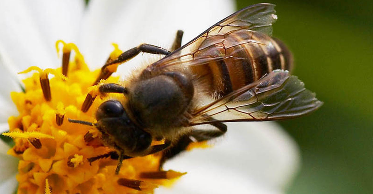 Royal Jelly dan Bee Pollen Miliki Manfaat Baik untuk Wanita